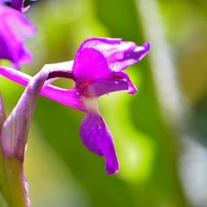Photographie n°1497984 du taxon Dactylorhiza alpestris (Pugsley) Aver. [1983]