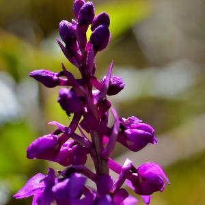 Photographie n°1497999 du taxon Dactylorhiza alpestris (Pugsley) Aver. [1983]
