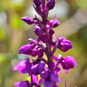 Photographie n°1498002 du taxon Dactylorhiza alpestris (Pugsley) Aver. [1983]