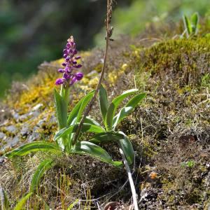 Photographie n°1498017 du taxon Dactylorhiza alpestris (Pugsley) Aver. [1983]