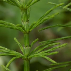 Photographie n°1498084 du taxon Equisetum arvense L. [1753]