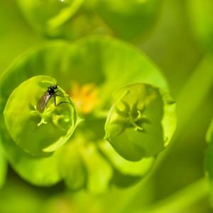 Photographie n°1498323 du taxon Euphorbia amygdaloides L. [1753]