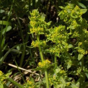 Photographie n°1498339 du taxon Cruciata laevipes Opiz