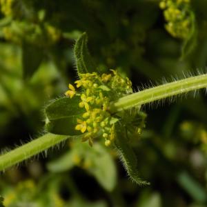 Photographie n°1498340 du taxon Cruciata laevipes Opiz