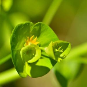 Photographie n°1498345 du taxon Euphorbia amygdaloides L. [1753]