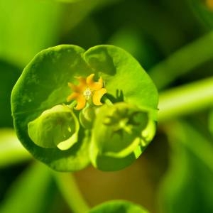 Photographie n°1498356 du taxon Euphorbia amygdaloides L. [1753]