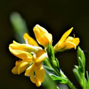 Photographie n°1498430 du taxon Genista hispanica L. [1753]