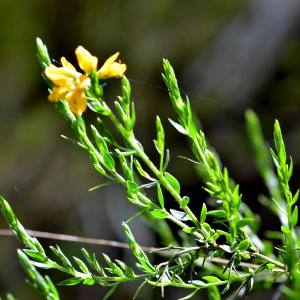 Photographie n°1498463 du taxon Genista hispanica L. [1753]