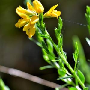 Photographie n°1498484 du taxon Genista hispanica L. [1753]