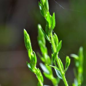 Photographie n°1498510 du taxon Genista hispanica L. [1753]