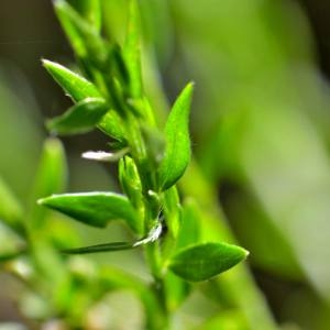 Photographie n°1498519 du taxon Genista hispanica L. [1753]