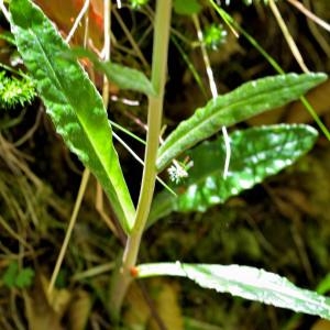 Photographie n°1498874 du taxon Senecio L. [1753]