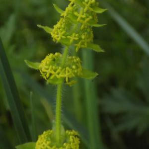 Photographie n°1498881 du taxon Cruciata laevipes Opiz