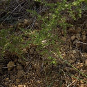 Photographie n°1499363 du taxon Asparagus acutifolius L.