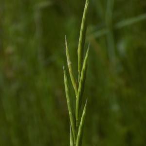 Photographie n°1499982 du taxon Brachypodium retusum (Pers.) P.Beauv.