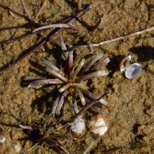 Photographie n°1500030 du taxon Lobelia dortmanna L. [1753]