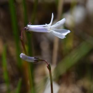 Photographie n°1500047 du taxon Lobelia dortmanna L. [1753]