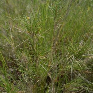 Photographie n°1500117 du taxon Brachypodium retusum (Pers.) P.Beauv.