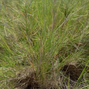 Photographie n°1500139 du taxon Brachypodium retusum (Pers.) P.Beauv.