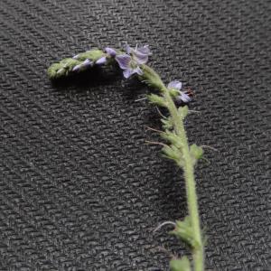 Photographie n°1500189 du taxon Veronica officinalis L. [1753]