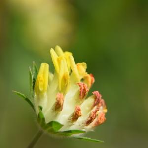 Photographie n°1500294 du taxon Anthyllis vulneraria L. [1753]