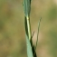  Liliane Roubaudi - Linum strictum L.