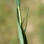  Liliane Roubaudi - Linum strictum L.