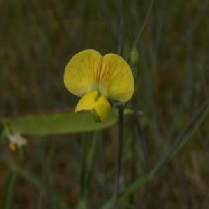 Photographie n°1500648 du taxon Lathyrus annuus L.