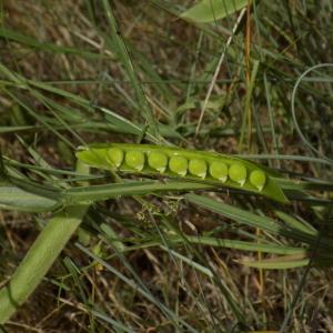 Photographie n°1500649 du taxon Lathyrus annuus L.