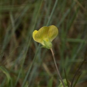 Photographie n°1500760 du taxon Lathyrus annuus L.