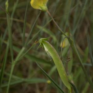 Photographie n°1500767 du taxon Lathyrus annuus L.