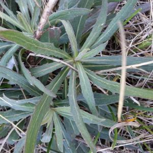 Photographie n°1501360 du taxon Hieracium umbellatum L. [1753]