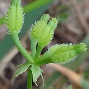 Photographie n°1501604 du taxon Anthriscus caucalis M.Bieb. [1808]