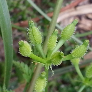 Photographie n°1501609 du taxon Anthriscus caucalis M.Bieb. [1808]