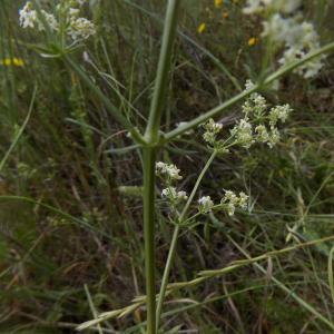 Photographie n°1501925 du taxon Galium mollugo L.