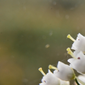 Photographie n°1504479 du taxon Erica lusitanica Rudolphi [1800]