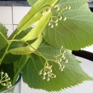 Photographie n°1505021 du taxon Tilia cordata Mill. [1768]