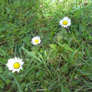 Photographie n°1505282 du taxon Bellis perennis L. [1753]