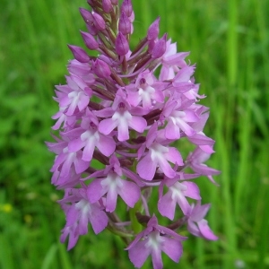 Photographie n°1506346 du taxon Anacamptis pyramidalis (L.) Rich. [1817]