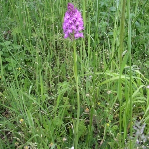 Photographie n°1506347 du taxon Anacamptis pyramidalis (L.) Rich. [1817]