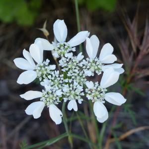 Photographie n°1506542 du taxon Orlaya grandiflora (L.) Hoffm. [1814]