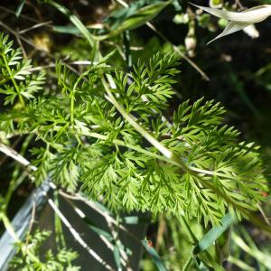 Photographie n°1506543 du taxon Orlaya grandiflora (L.) Hoffm. [1814]