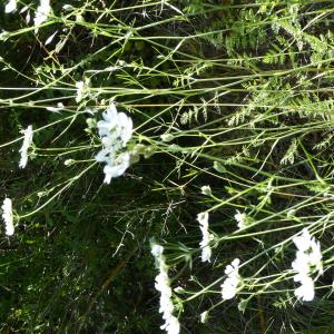 Photographie n°1506544 du taxon Orlaya grandiflora (L.) Hoffm. [1814]