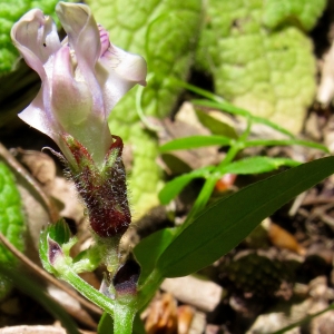 Photographie n°1507689 du taxon Vicia sepium L. [1753]