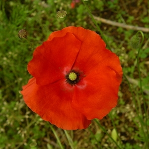 Photographie n°1509298 du taxon Papaver rhoeas L. [1753]