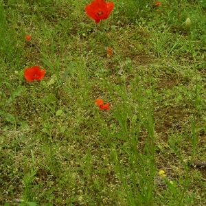 Photographie n°1509310 du taxon Papaver rhoeas L. [1753]