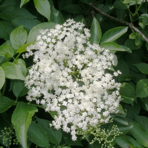 Photographie n°1509375 du taxon Sambucus nigra L. [1753]