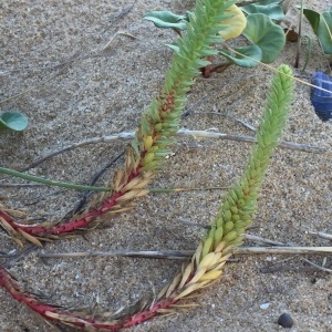 Photographie n°1510619 du taxon Euphorbia paralias L. [1753]