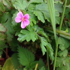 Photographie n°1513221 du taxon Geranium robertianum L. [1753]