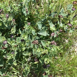 Photographie n°1514469 du taxon Aristolochia pistolochia L. [1753]